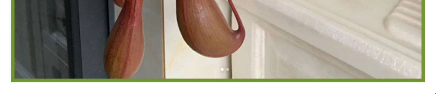 товар из китая 猪笼草盆栽捕蝇草食虫草食人花驱蚊虫超大猪笼草四季绿植趣味