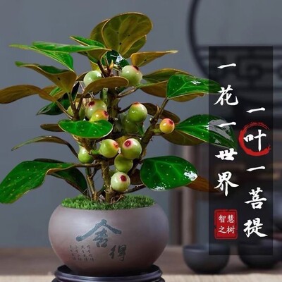 四季带果子小盼菩提树盆景办公室内水培好养禅意花卉小绿植物盆栽