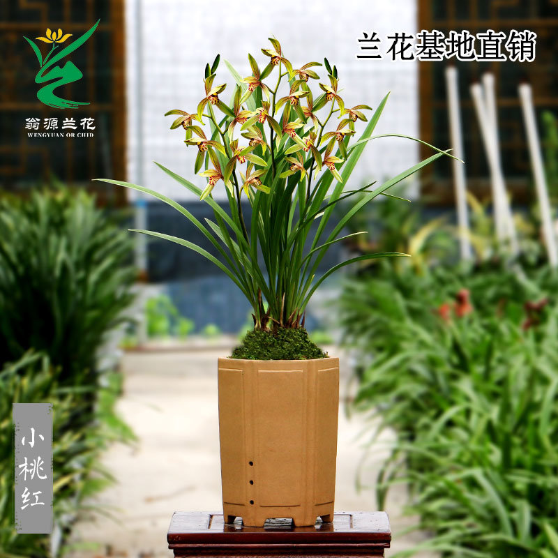 翁源兰花苗小桃红开花机器四季建兰多花浓香好易养大凤素老种