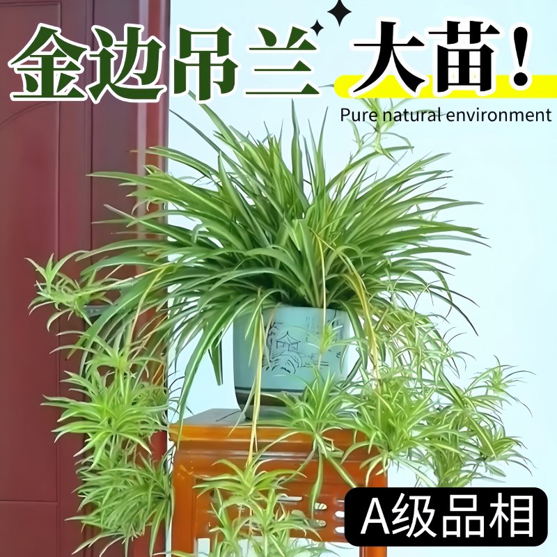 金边吊兰盆栽花卉植物室内垂吊阳台懒人好养绿植四季常青水培