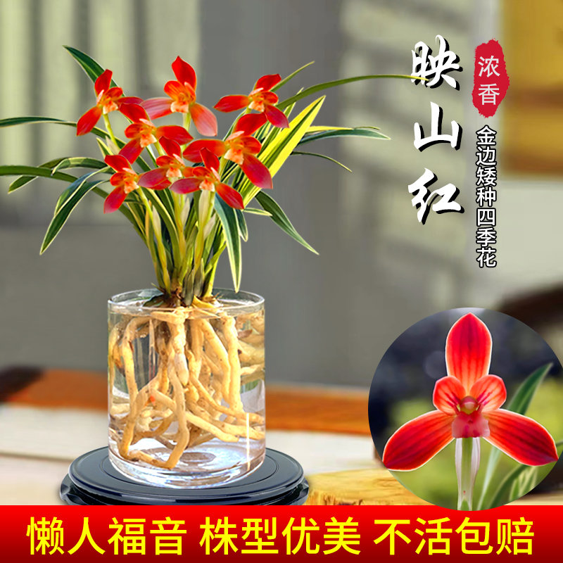 有香味的兰花苗建兰映山红冬带花苞金边室内花卉盆栽懒人水培