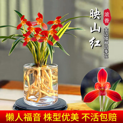 有香味的兰花苗建兰映山红冬带花苞金边室内花卉盆栽懒人水培