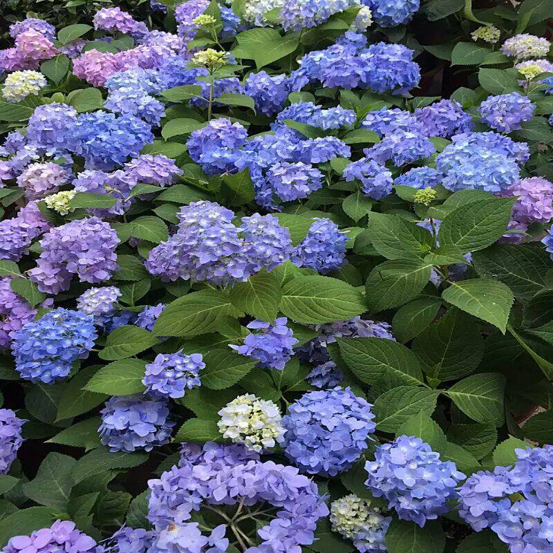 木子家的花园包邮室内盆栽大花绣球八仙花尽夏花手鞠夏洛特
