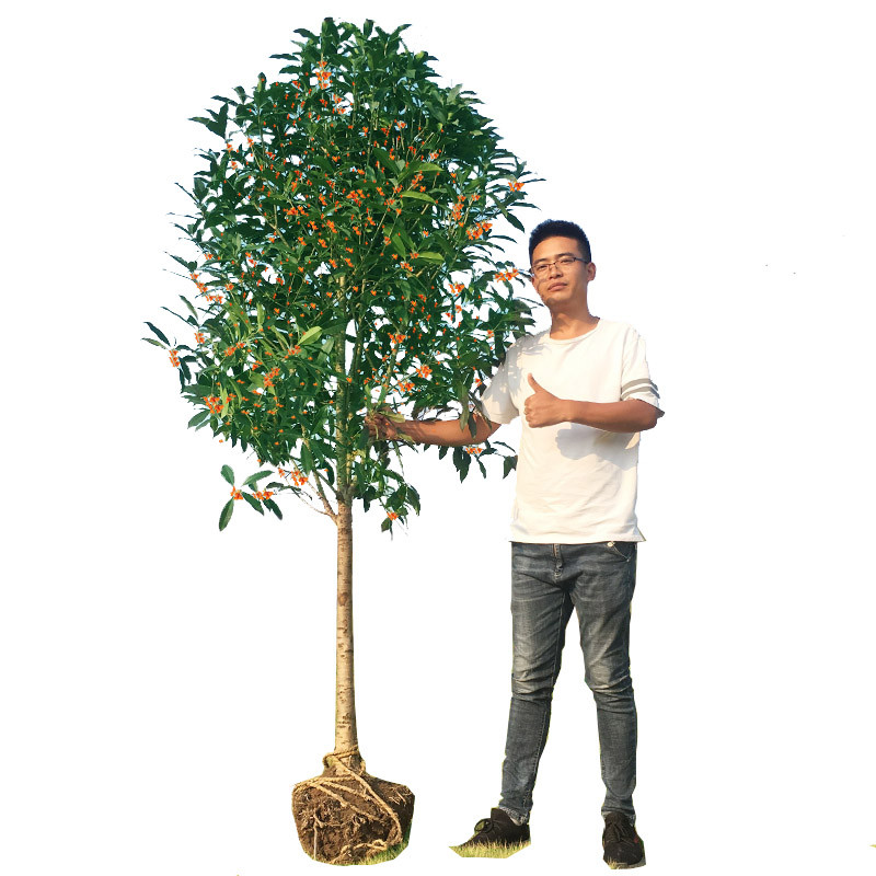 原生桂花树苗地栽大树八月金桂丹桂盆栽别墅庭院绿化苗木四季常青