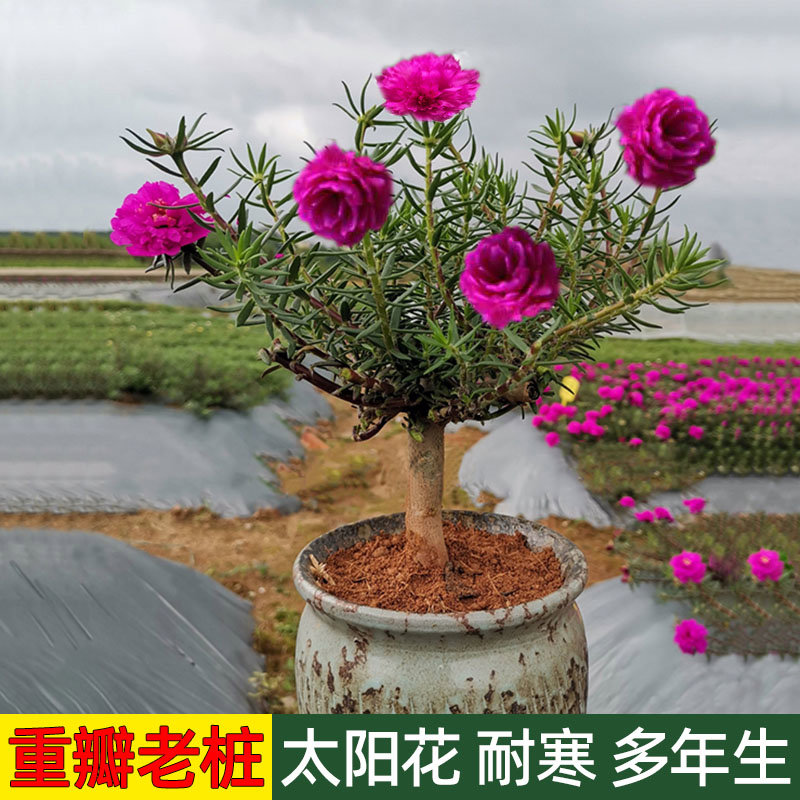 宿根重瓣太阳花老桩造型花苗盆栽马齿觅多年生耐寒盆景大花卉