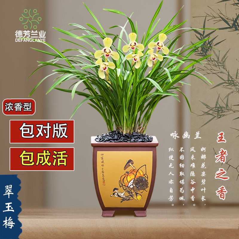 德芳兰业兰花苗带花苞室内盆栽浓香翠玉梅花卉开花绿植好养兰草