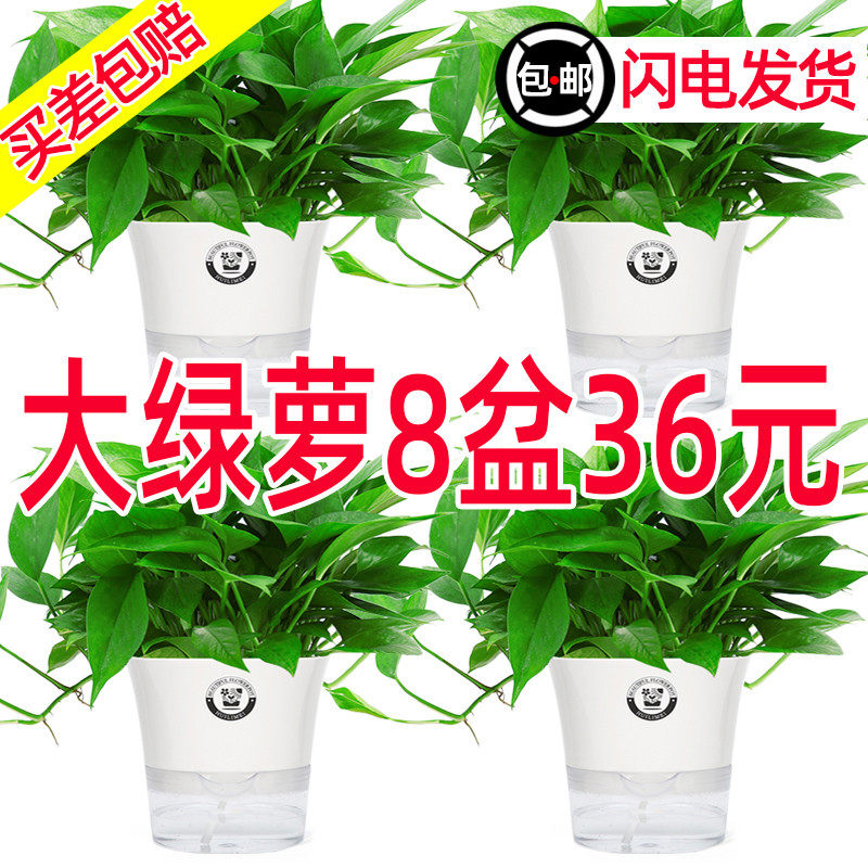 绿萝盆栽室内植物花卉家用新房吸甲醛绿植水培长藤垂吊大盆绿箩