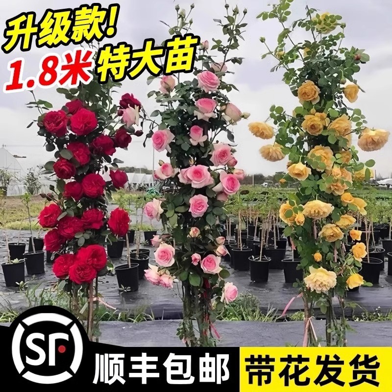 1米6蔷薇花苗大藤本月季爬藤绿植物阳台四季开花客厅庭院花卉盆栽