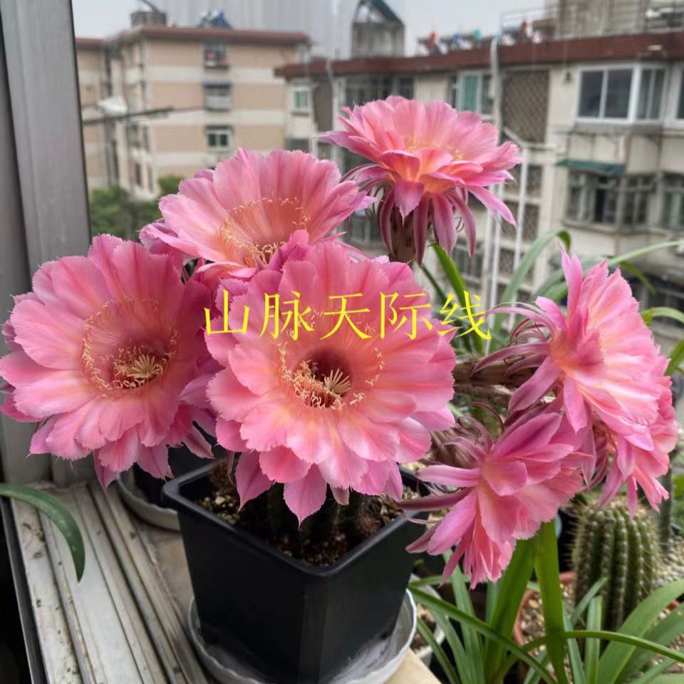 【山脉天际线】席克氏彩草自根稀有品种仙人掌开花仙人球多肉