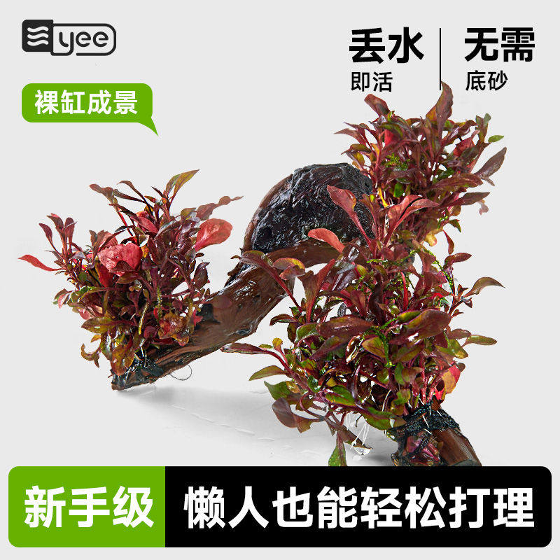 yee鱼缸活体水草籽阴性造景植物红波火山石沉木懒人水榕垂泪