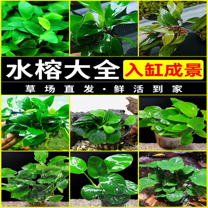 水榕水草沉木植物真草造景阴性养鱼淡水鱼缸绿植懒人新手大叶