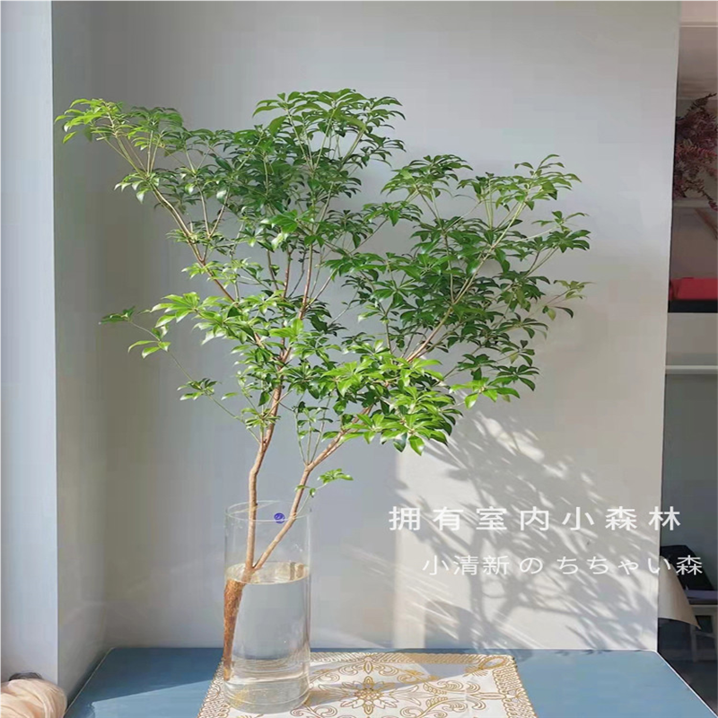 马醉木水培植物鲜切枝条盆栽活树室内小绿植日本吊钟树苗客厅水养