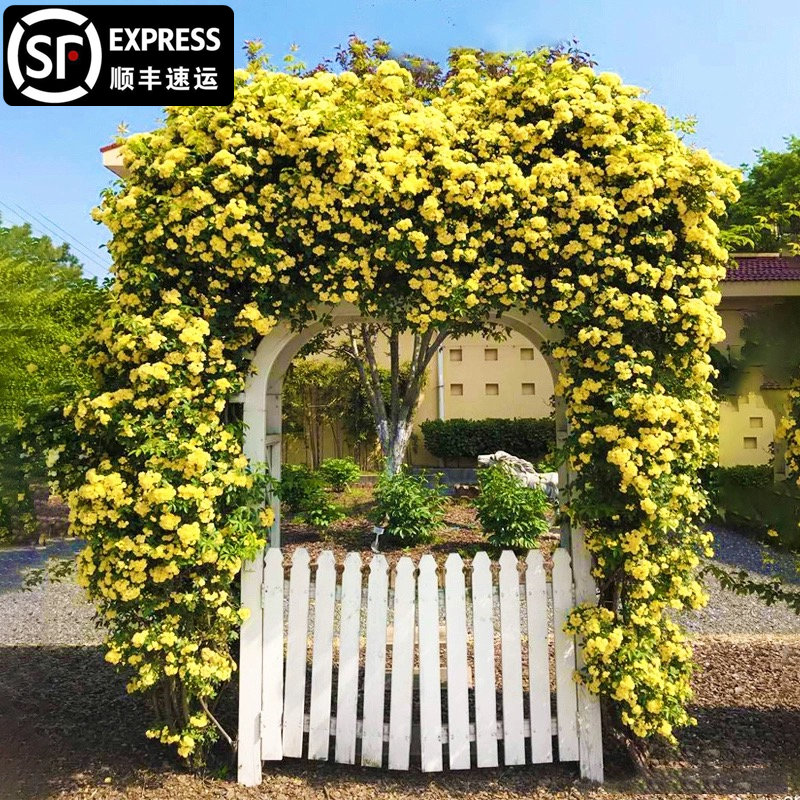 黄木香藤本月季花苗特大花浓香四季庭院爬藤大苗蔷薇花苗庭院