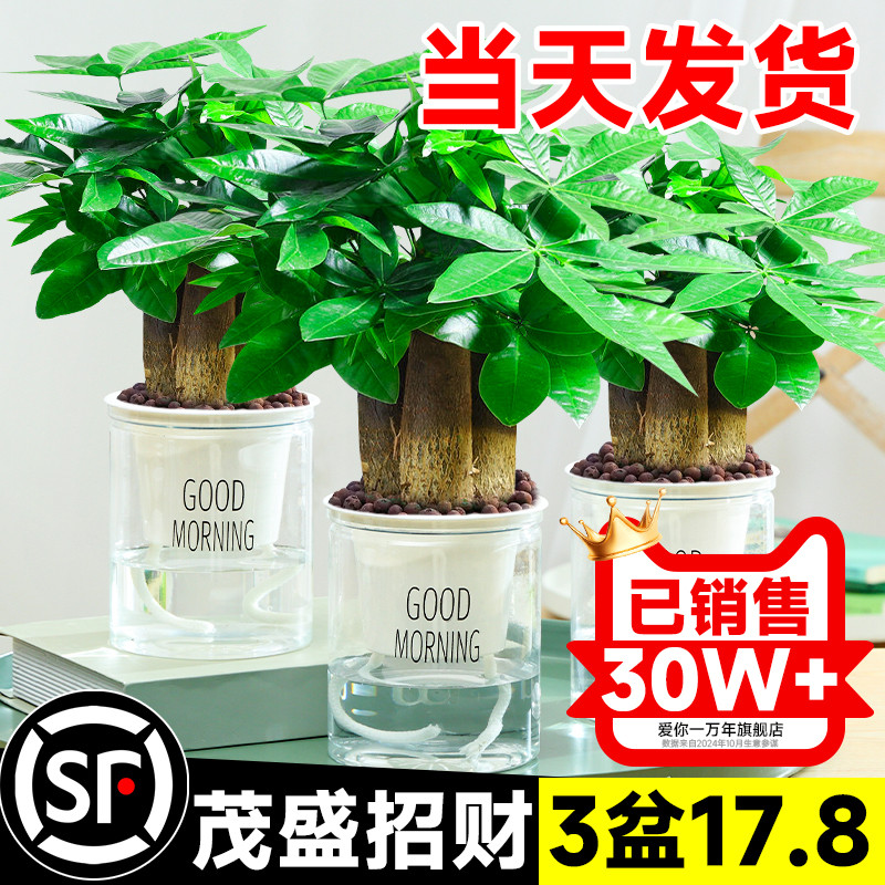 水培发财树小盆栽花卉办公室桌面绿植客厅旺宅盆景四季好养金