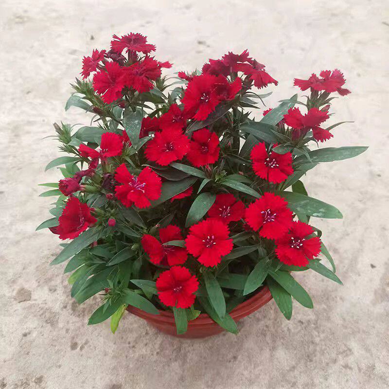 耐寒五彩欧石竹花苗盆栽绿石竹绣球芳香花卉庭院四季矮小花草