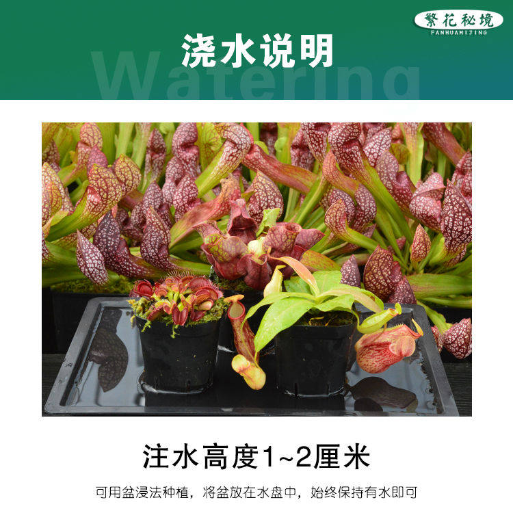 товар из китая 茅膏菜迷你桌面盆栽超大捕蝇草绿植耐阴食人花驱蚊草粘虫子蚊子
