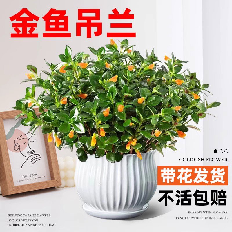 金鱼吊兰盆栽四季观花植物金鱼花室内客厅观花植物豆瓣绿四季