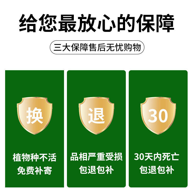 товар из китая 猪笼草盆栽捕蝇草食虫草食人花驱蚊虫超大猪笼草四季绿植趣味