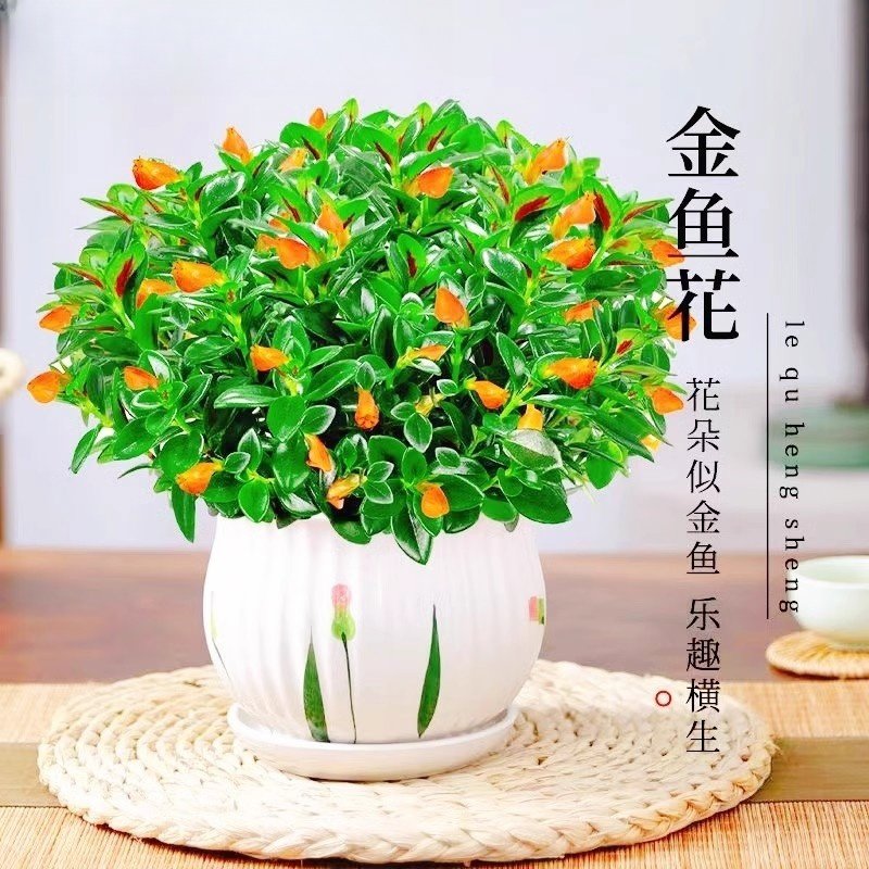 四季金鱼花吊兰盆栽室内绿植多肉植物绿萝栀子花植物花客厅好养