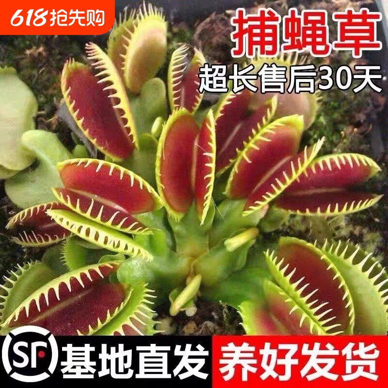 捕蝇草猪笼草食虫草多肉植物驱蚊捕蚊草食蚊草超大捕虫草趣味