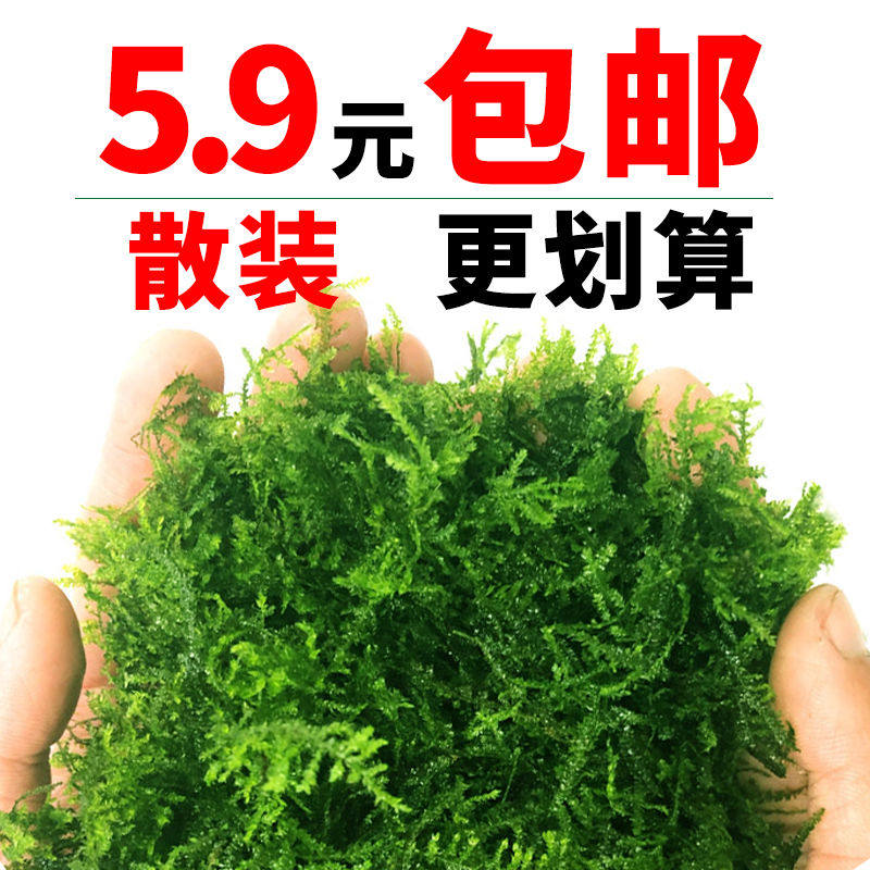 散装莫斯水草鱼缸阴性活体莫丝绑沉木造景大三角垂泪怪厥松茸