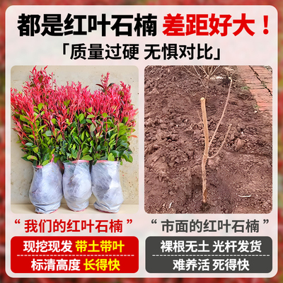 红叶石楠树苗绿植绿化庭院景花园观苗木植物四季常青冬青绿篱笆苗