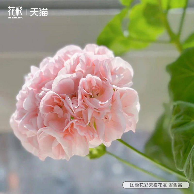 花彩天竺葵盆栽花苗重瓣四季室内阳台大花丹麦女王直立洋绣球