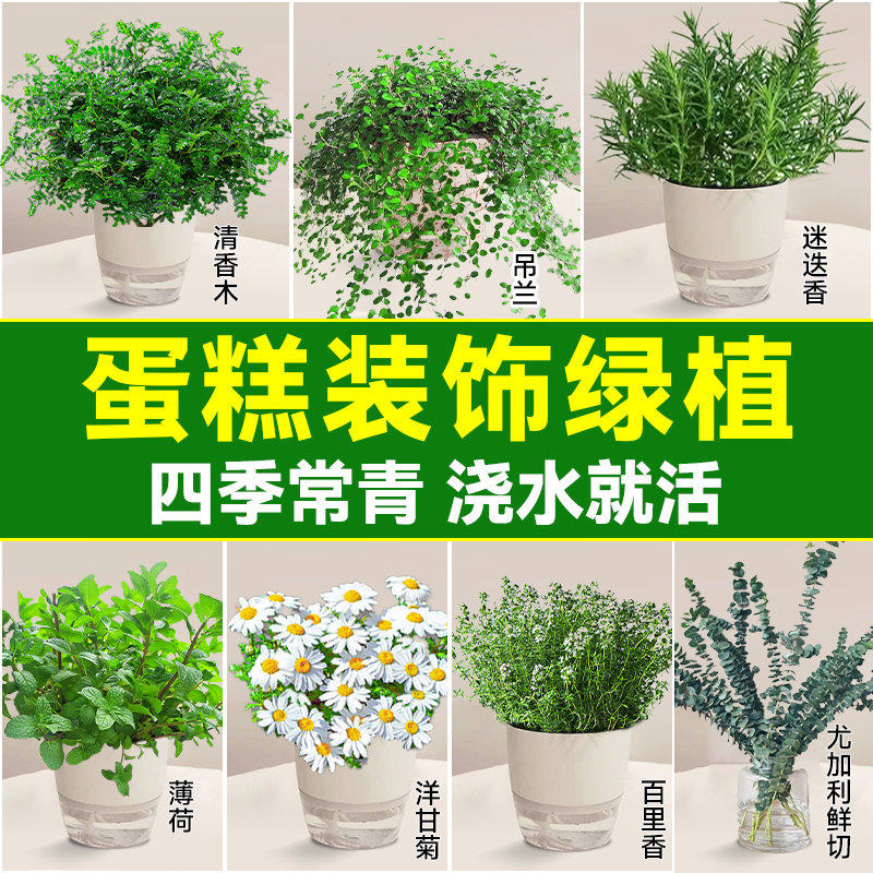 蛋糕装饰绿植盆栽千叶吊兰烘焙植物可食用清香木摆盘花草四季