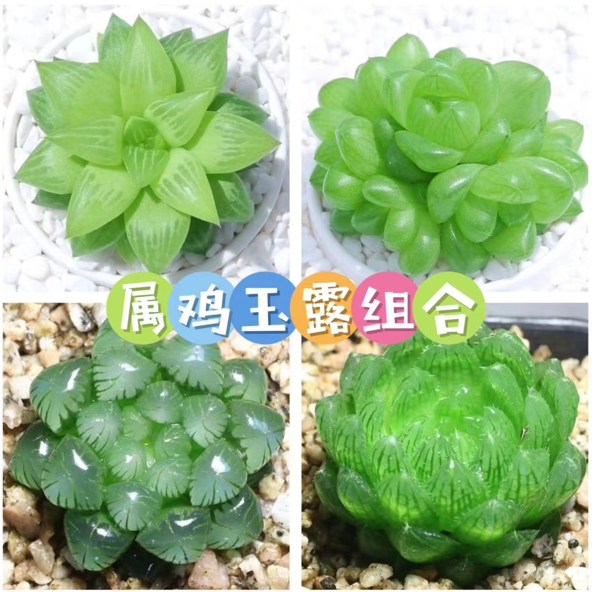 属鸡玉露植物组合十二卷玉露多肉植物盆栽冰灯姬玉露室内懒人