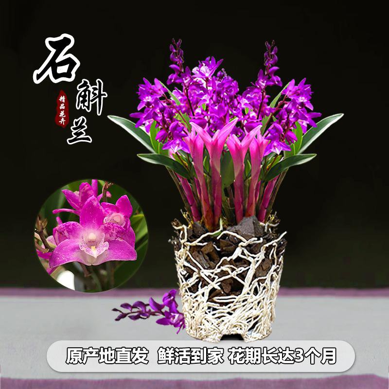七彩香水石斛兰花四季开好养绿植浓香型石斛改善睡眠绿植净化