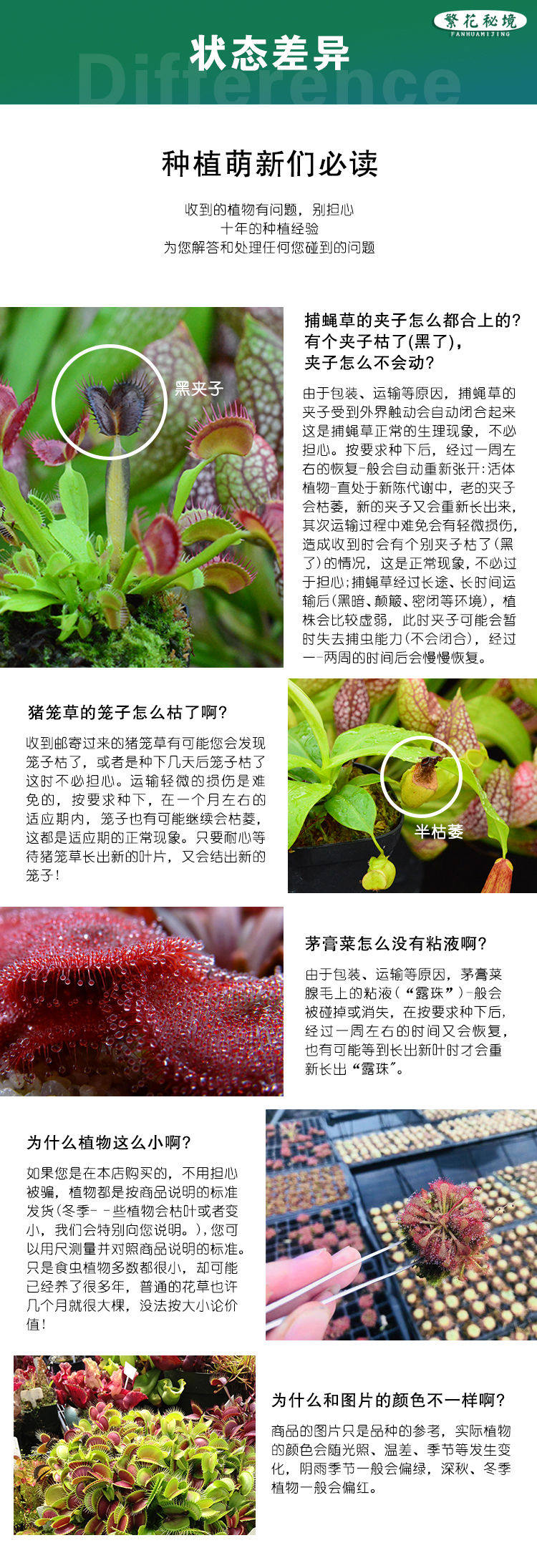 товар из китая 茅膏菜迷你桌面盆栽超大捕蝇草绿植耐阴食人花驱蚊草粘虫子蚊子