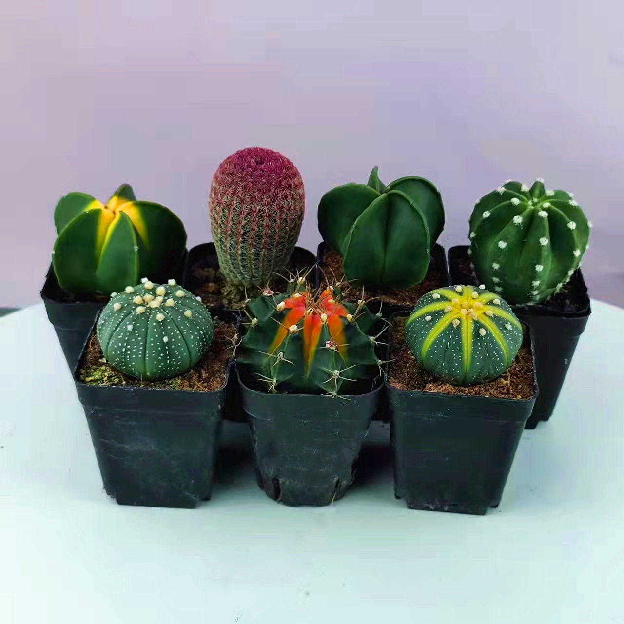 实生仙人球西瓜球红太阳组合套餐多肉植物会开花的室内防辐射