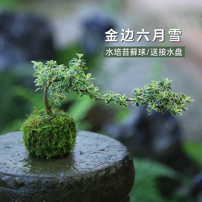 苔玉六月雪造型盆景苔藓球微景观懒人好养水培绿植室内桌面花卉