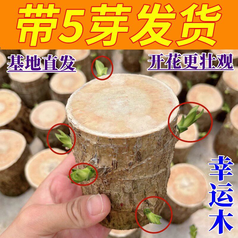 巴西木幸运木水培植物室内水养绿植盆栽格鲁特小树人四季好养