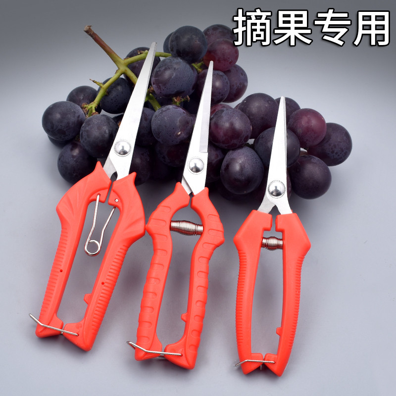 摘果剪强力修枝剪子园林稀果摘果剪葡萄修枝专用剪刀蔬果采摘