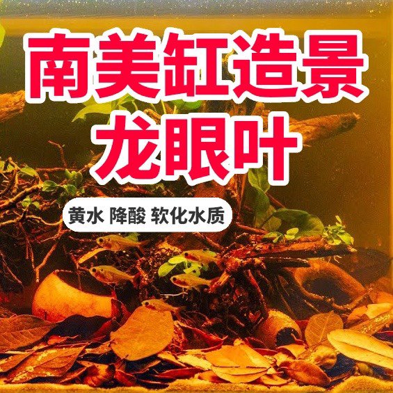 南美缸造景沉木乌龟专用龙眼叶养龟乌龟躲避屋斗鱼床水草鱼缸