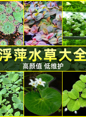 浮萍水草植物水上叶水草鱼缸净化水质的水草水芙蓉槐叶萍阴性造景