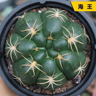 实生海王仙人球稀有收藏大颗趴刺美花红花粉花白花仙人掌一物