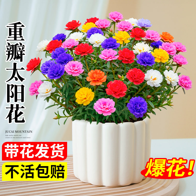 太阳花重瓣大花苗混色盆栽桌面带花苞根室内花卉绿植四季易活
