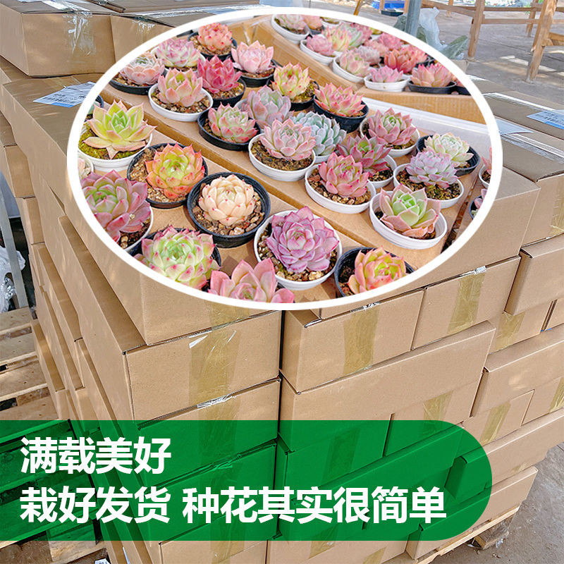 绿色植大株物稀有老桩带盆子栽高端造景真多肉组合批发30盆整箱