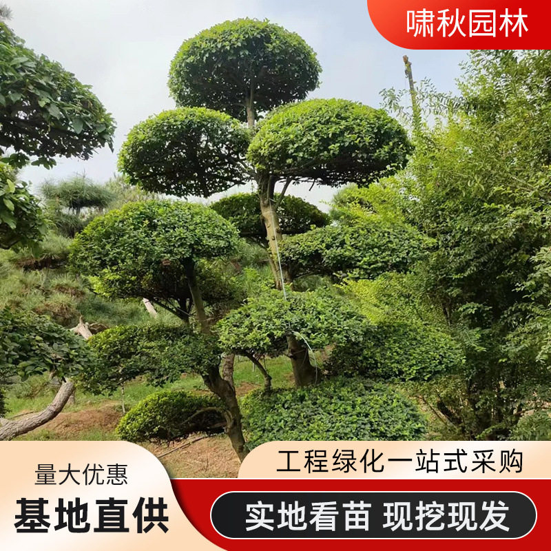 小叶女贞造型球形苗绿化篱笆