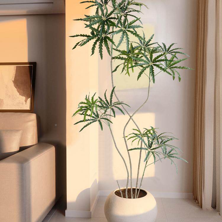 客植盆栽孔雀木轻F98T5TT9奢室盆内落地装绿饰厅花仿生植物景