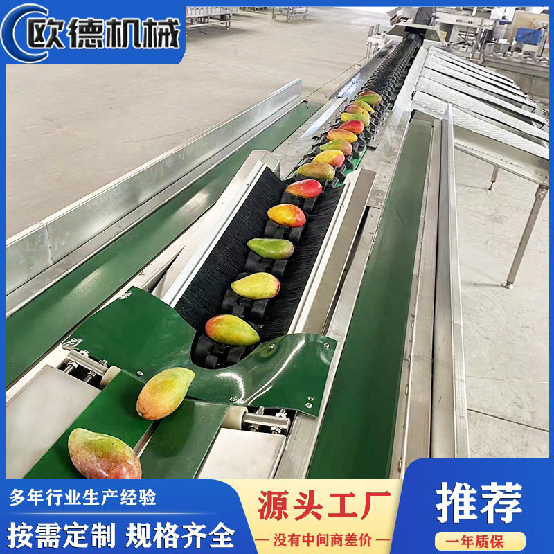 橘子橙子牛油果分选机 重量多级分拣设备 苹果 智能水果分选机