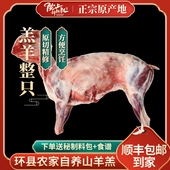 陇上刘叔叔环县羊羔肉毛井大件山羊羔整只20斤自吃送礼首选黑山羊