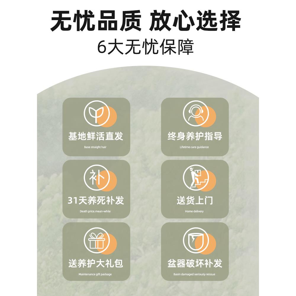 造型鸭脚木盆栽室内客厅大型绿植鹅掌柴四季常绿八方来财办公室