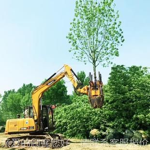 园MTW林带土球挖移树 四瓣式60公机分香机樟树树 挖坑机高效