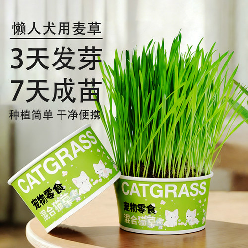 懒人狗草盆栽浇水即可化毛助消化