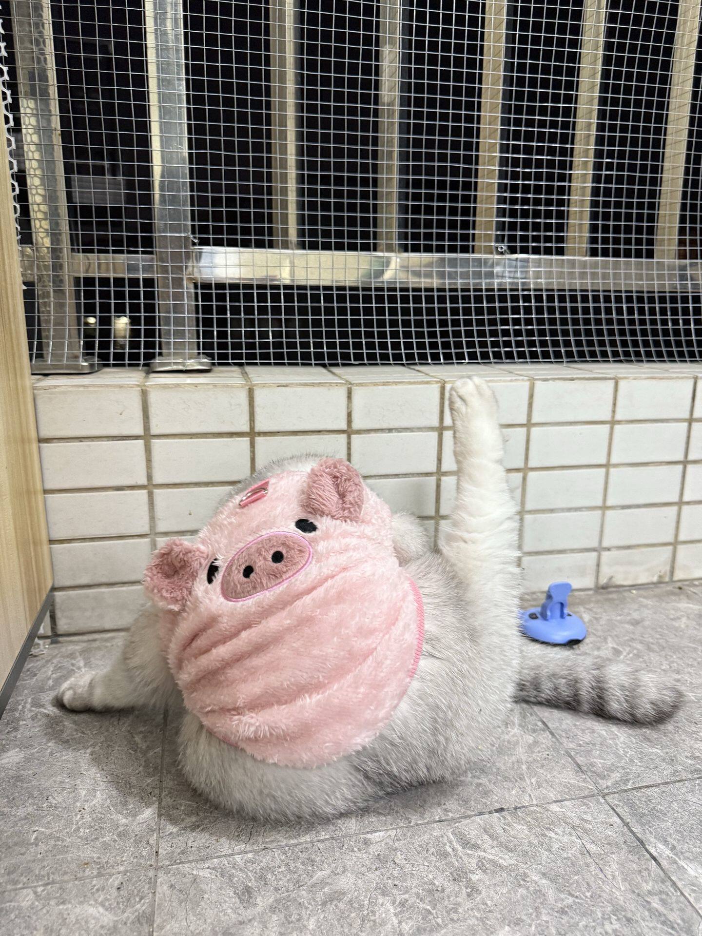 萌趣小猪造型宠物马甲带牵引环猫咪小型宠物通用冬季毛绒外出服