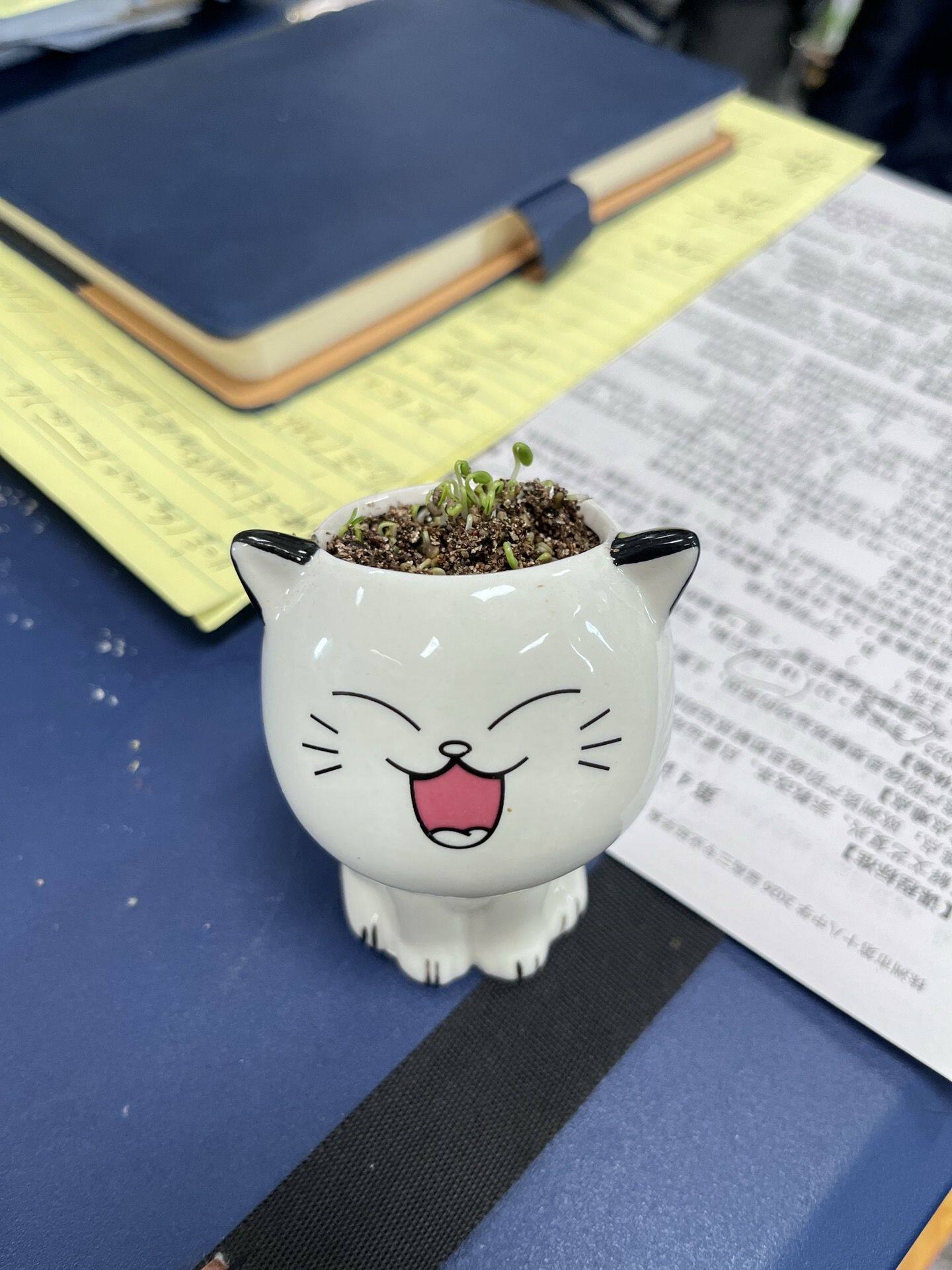 办公室绿植2026可爱猫咪小草盆栽陶瓷儿童宿舍书桌摆件种植小盆栽