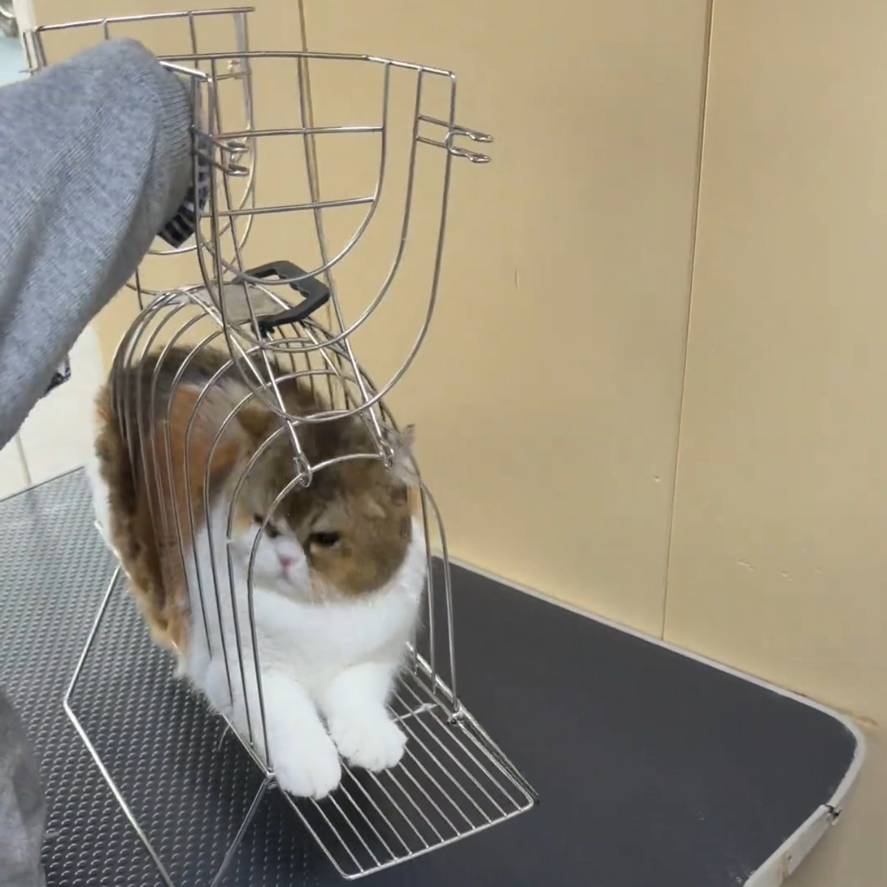 猫笼子吹干宠物防挣扎抓咬新款银色2026猫咪洗澡笼子猫咪洗澡神器